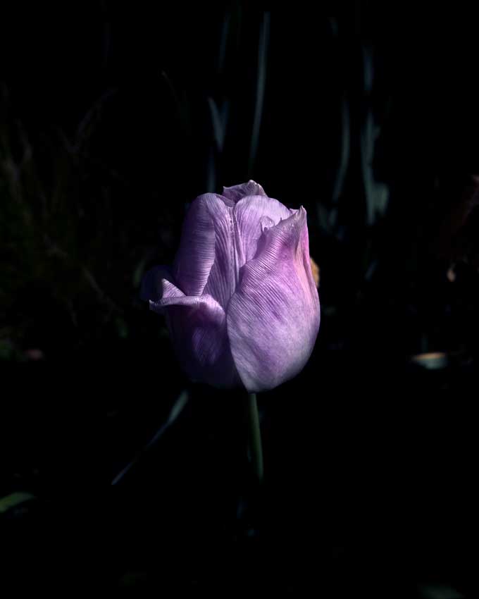 Yuri Catania: Dark place Dahlia - Serie Black Flower Secret Garden / Photography, 60x90cm, 2020 / Courtesy of CasaGalleria MonteGeneroso Rovio, Switzerland