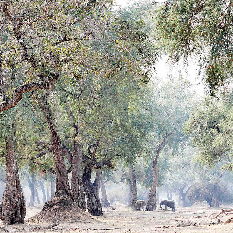 Image detail: Courtesy of carolinegibello.com